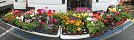 Flower Stall at Grandcamp-Maisy Market (Calvados, France)