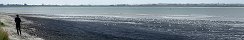 Large Number of Seagulls on the Beach in Gfosse-Fontenay (Calvados, France)