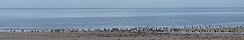 Canada Geese on Grandcamp-Maisy Beach (Calvados, France)