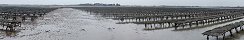 In the Middle of the Veys Bay Oyster Beds (Calvados, France)