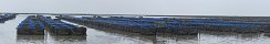 Veys Bay Vertical Oyster Bags (Calvados, France)