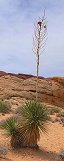 Yucca in Valley of Fire State Park (Near Las Vegas, Nevada, USA)