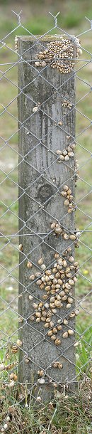 Click here to download wp_escargotsdesdunes.zip